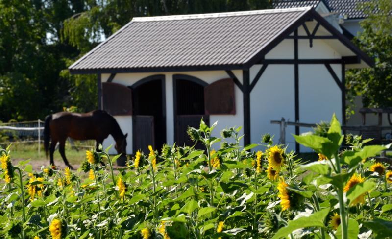 Zielone Zacisze Bed and Breakfast Murzynowo Kościelne Exteriör bild