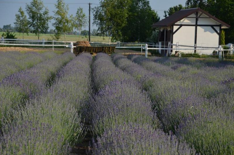 Zielone Zacisze Bed and Breakfast Murzynowo Kościelne Exteriör bild